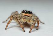 schorsmarpissa (marpissa muscosa fem.) 12-2011 3728
